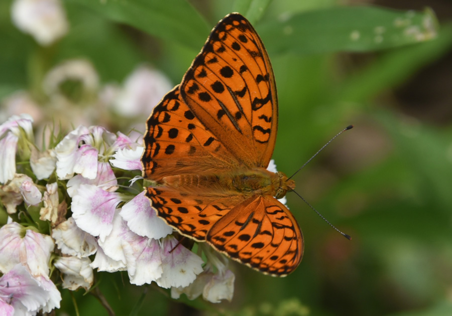 Argynnis adippe?  S !
